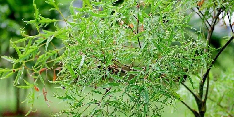 Dược liệu kinh điển